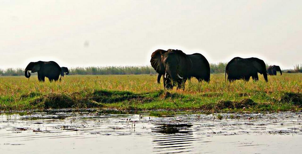 Kwalape Safari Lodge Kasane Extérieur photo