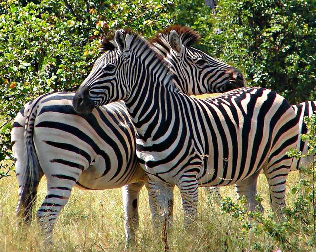Kwalape Safari Lodge Kasane Extérieur photo